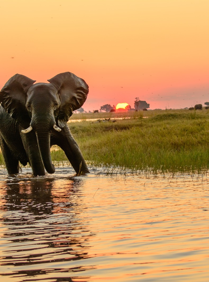 Viaja a Botswana