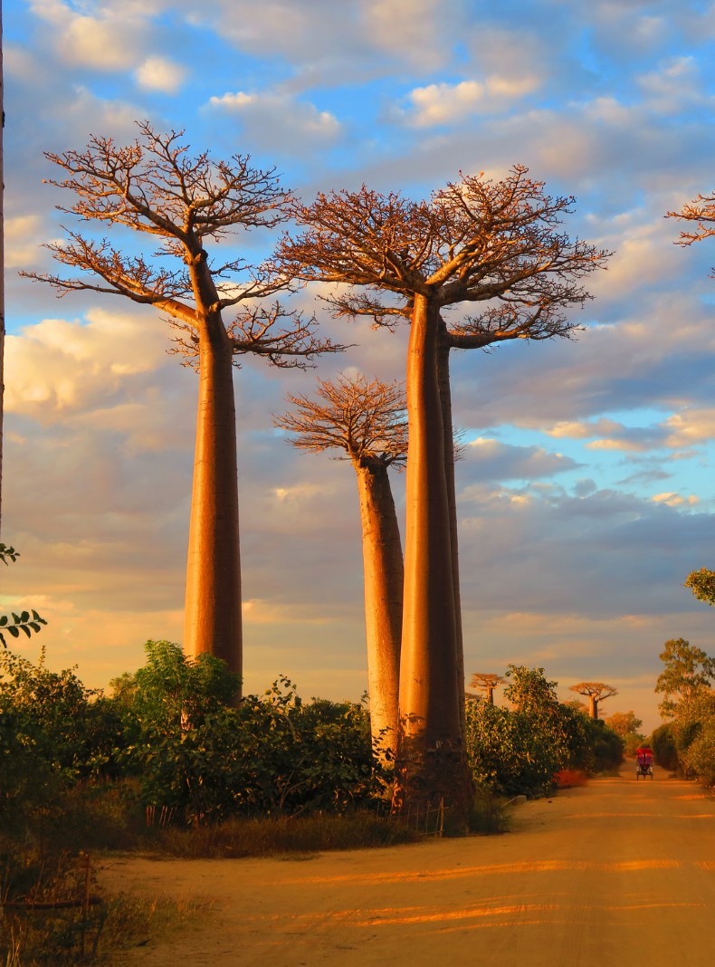 Viaja a Botswana