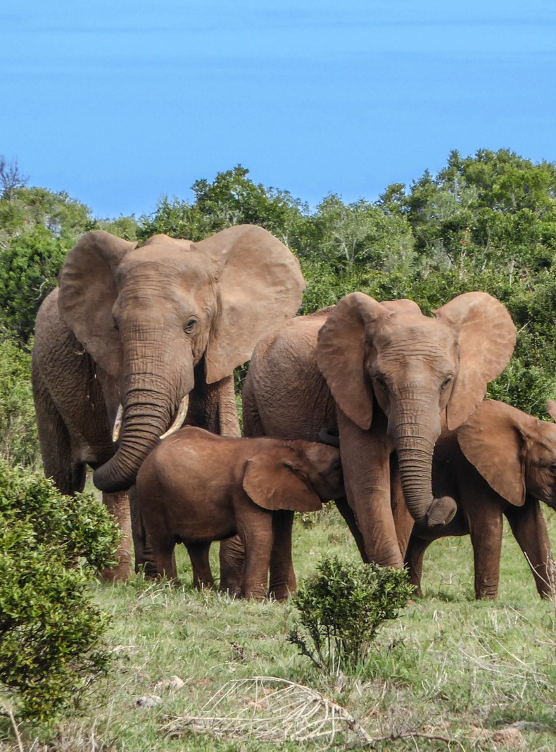 Viaja a Botswana