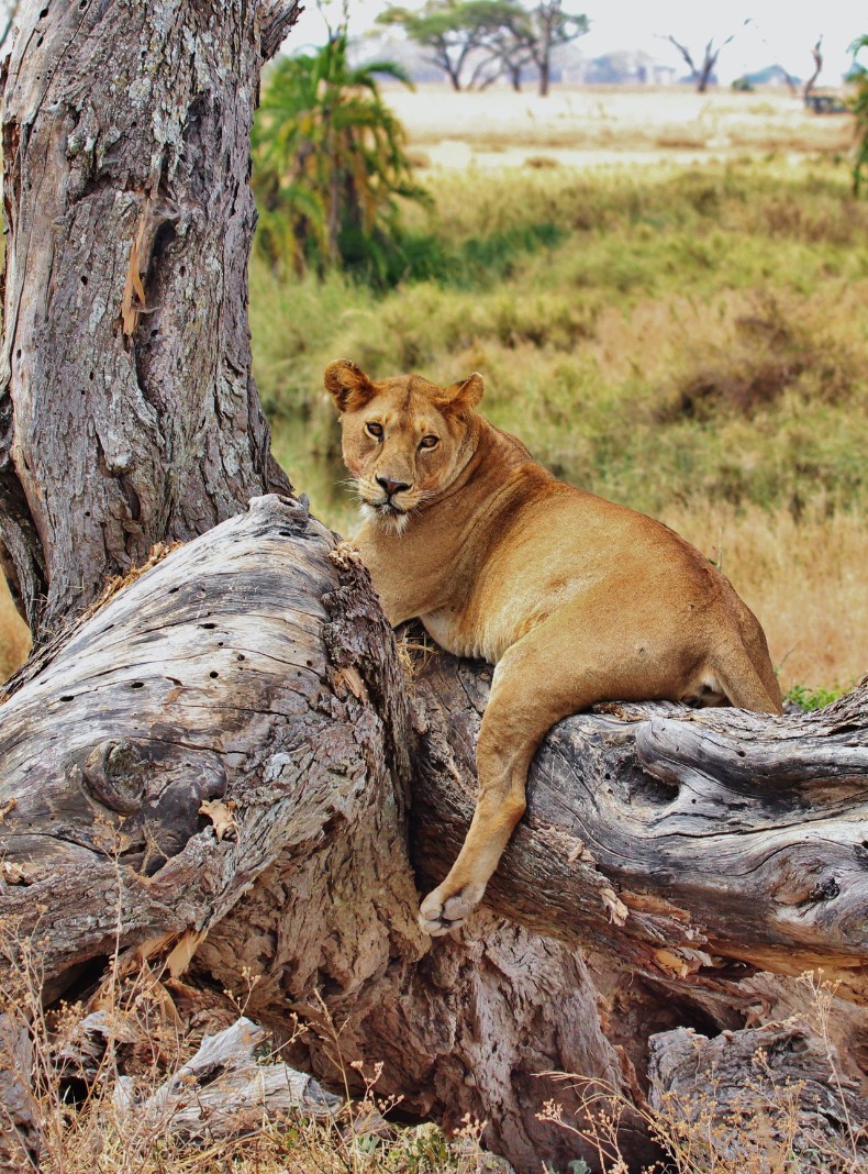 Viaja a Botswana