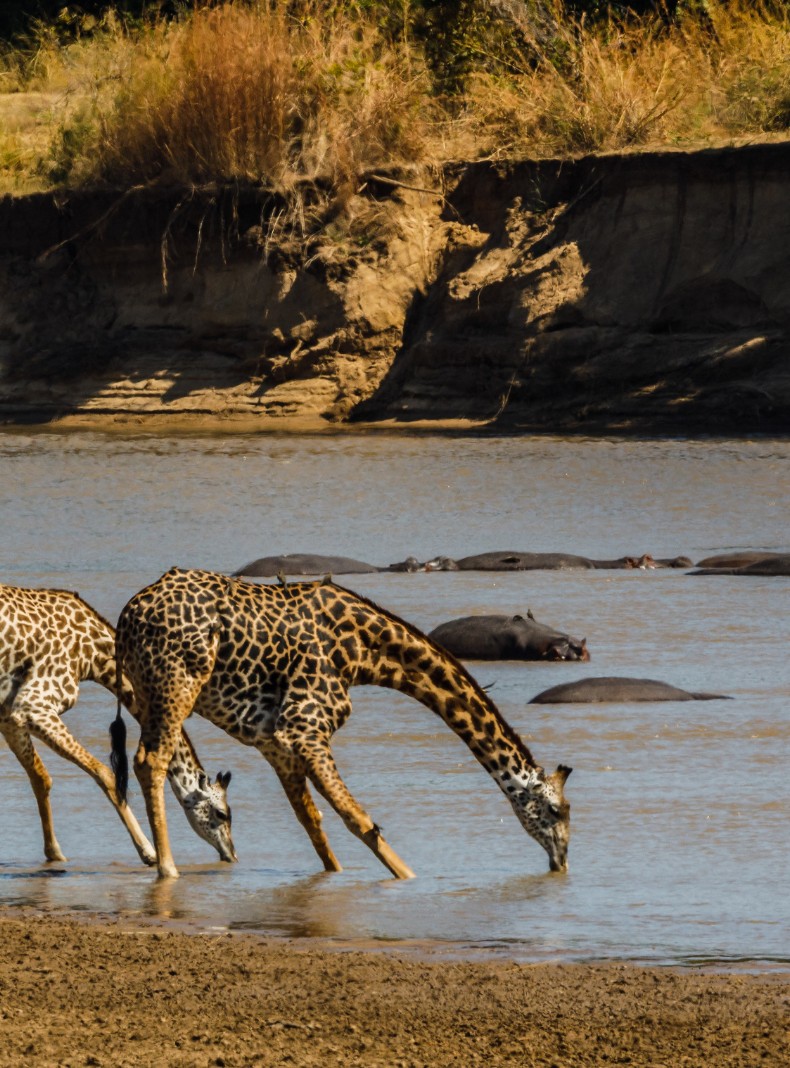 Viaja a Botswana