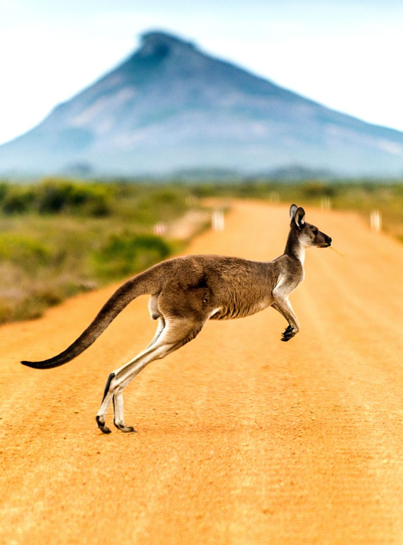 Viaja a Botswana